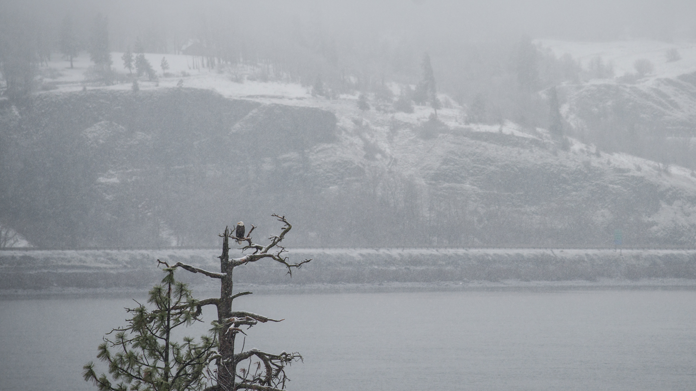 web_Brian-Chambers-bald-eagle,-Gorge-snow - Columbia Land Trust