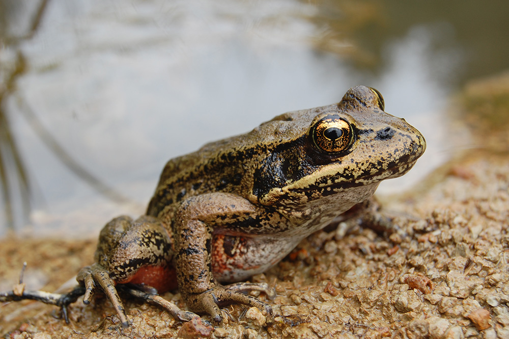 The Fate of the Frogs - Columbia Land Trust