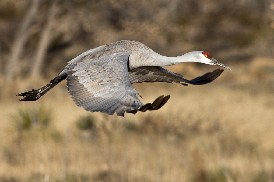 Хоста sandhill crane фото и описание