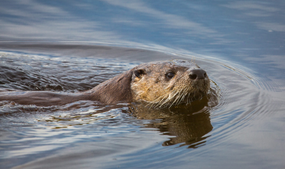 species-spotlight-river-otter-columbia-land-trust