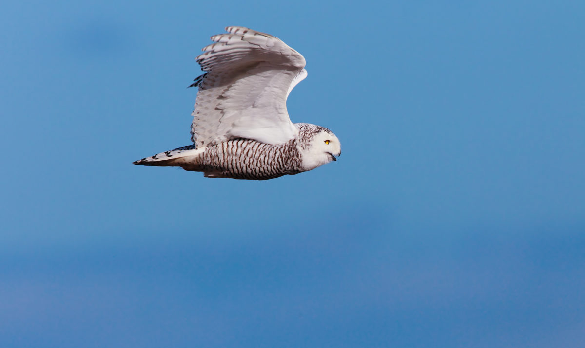 Species Spotlight: Snowy Owl - Columbia Land Trust