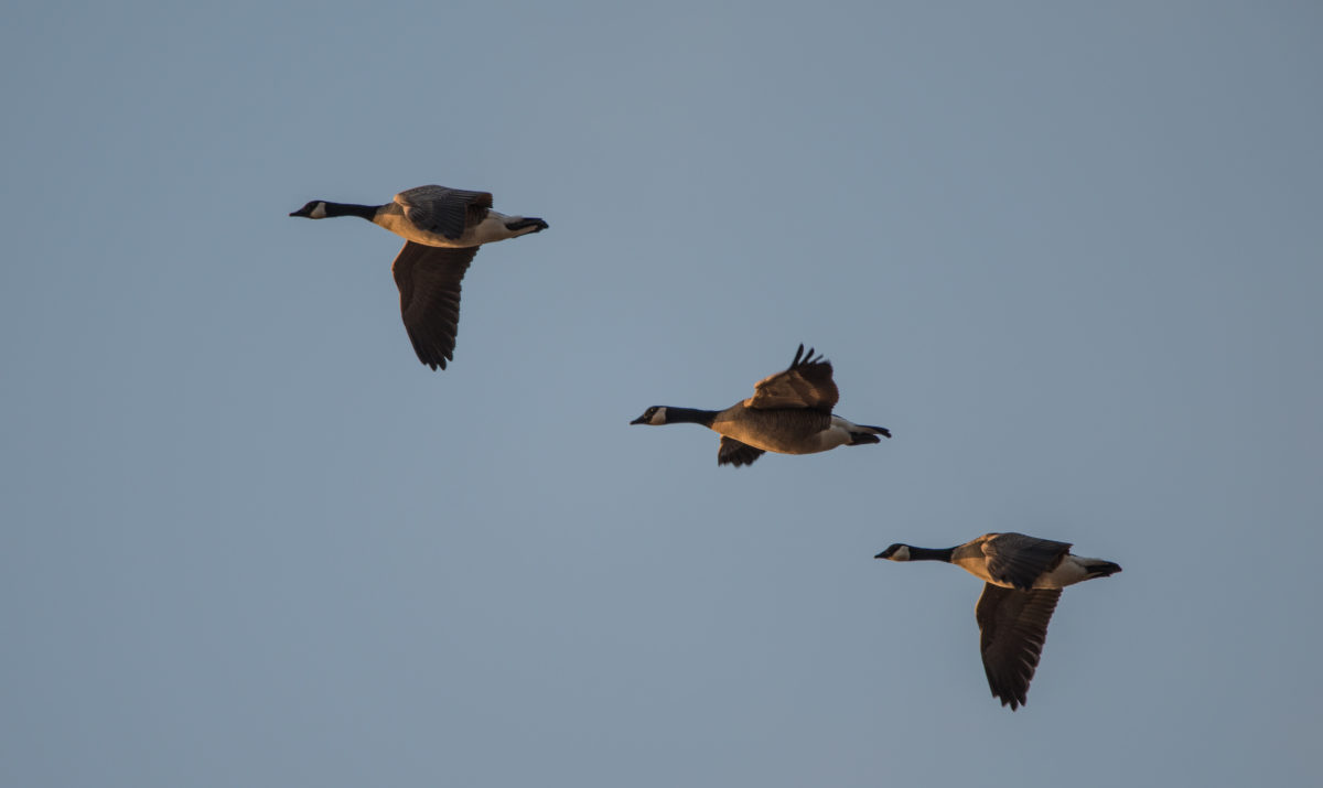 Winter Birdwatching in Oregon - Columbia Land Trust