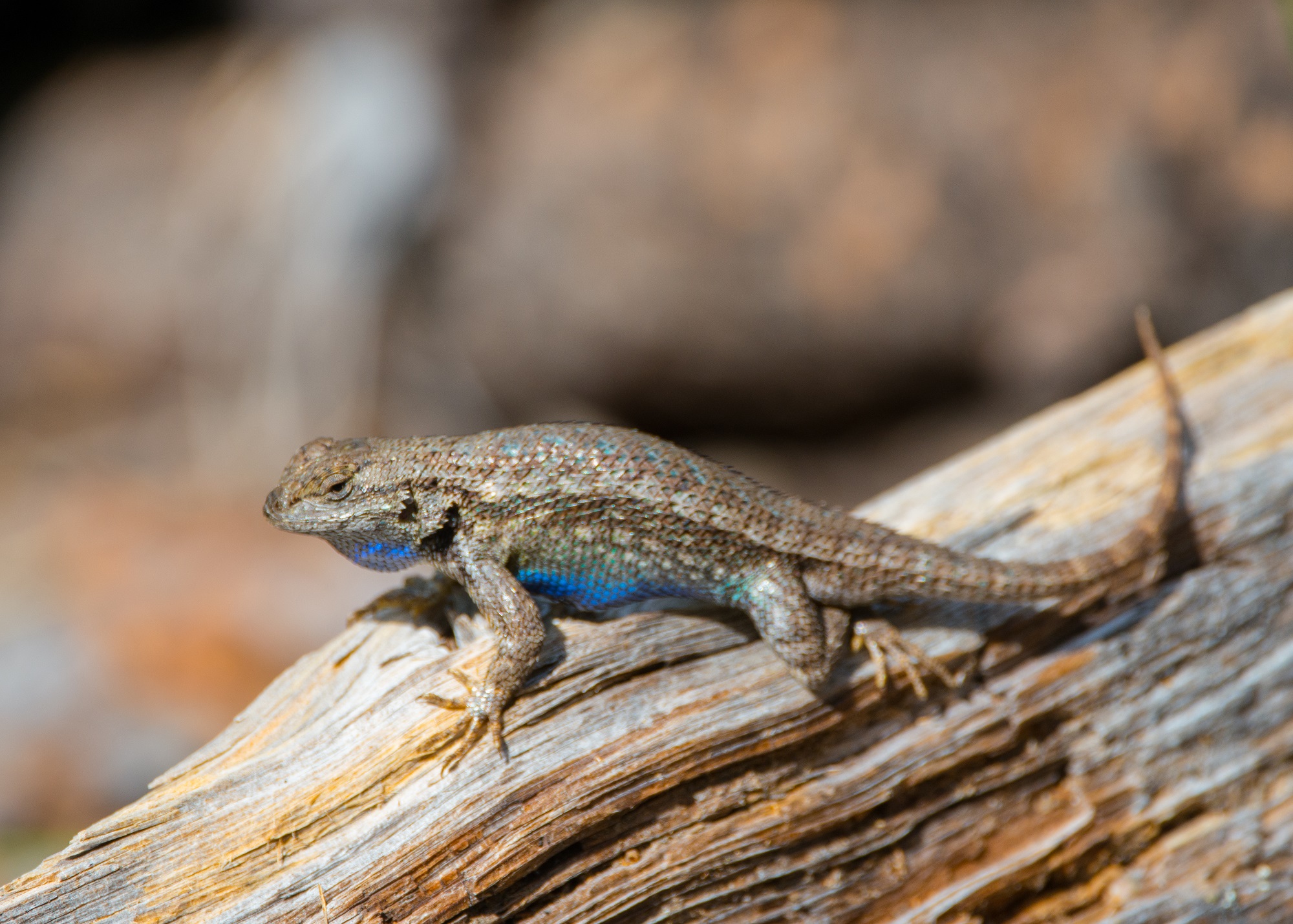 What are Those Blue-Bellied Lizards? — Deschutes Land Trust